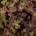4 Luck® Coco Mint Clover|4 Luck® Coco Mint Clover