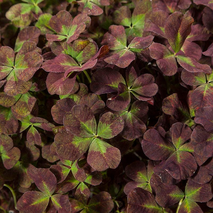 4 Luck® Coco Mint Clover|4 Luck® Coco Mint Clover
