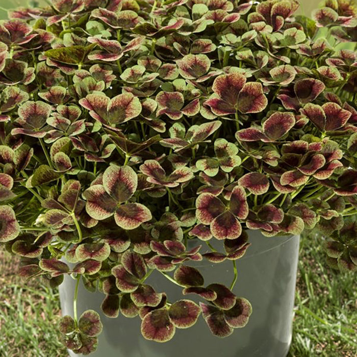 4 Luck® Red Green Clover