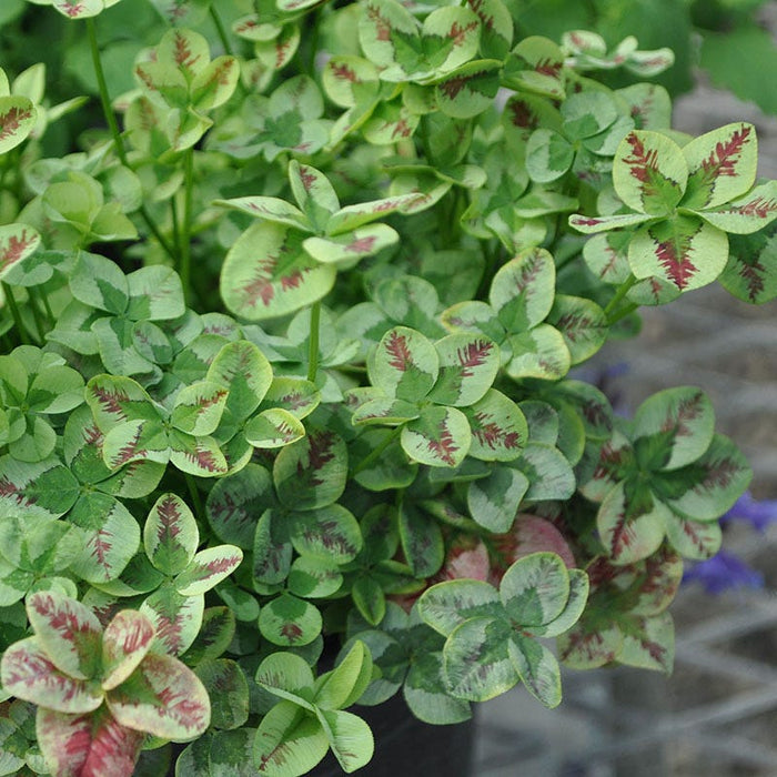 4 Luck® Red Stripes Clover|4 Luck® Red Stripes Clover