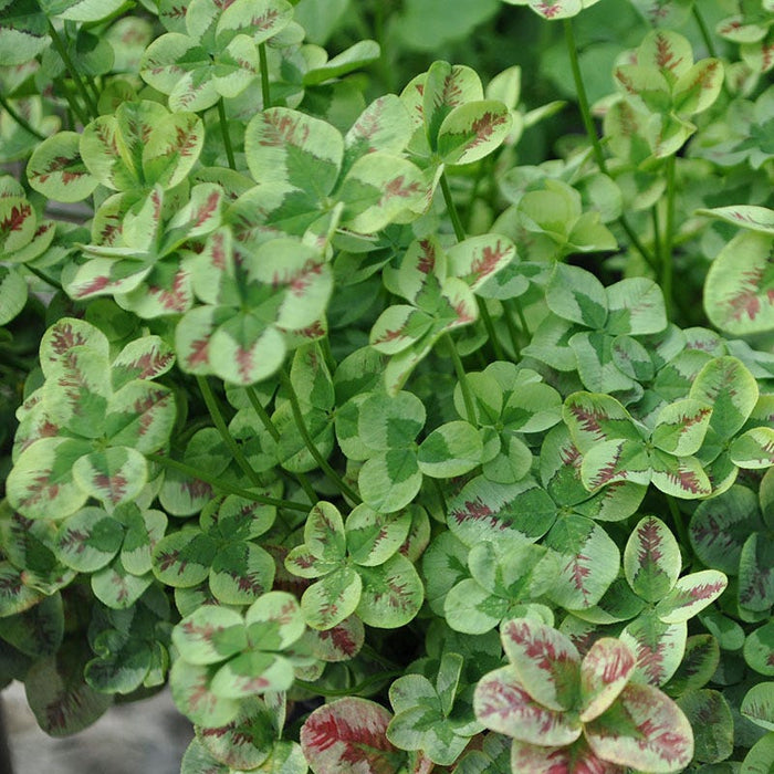 4 Luck® Red Stripes Clover|4 Luck® Red Stripes Clover