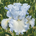 Absolute Treasure Bearded Iris|Absolute Treasure, White and Blue