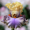 Air of Mystery Bearded Iris|Air of Mystery Bearded Iris