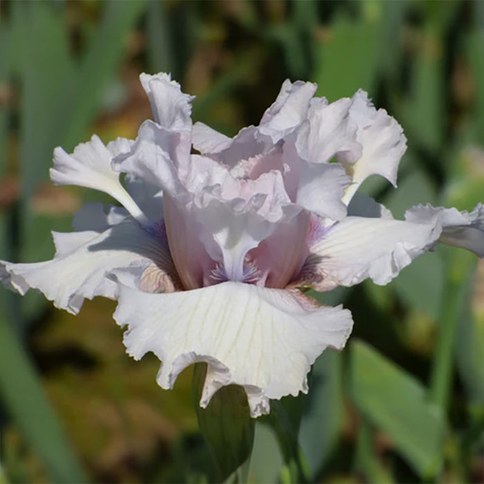 Air Time Bearded Iris, Image Courtesy of Schreiner's Gardens