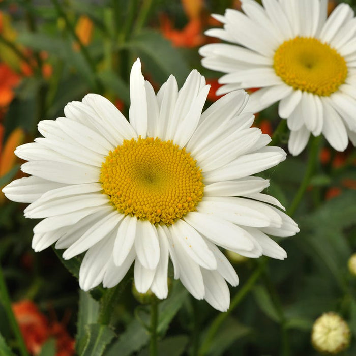 Alaska Shasta Daisy Seeds|Shasta Daisy Alaska, Leucanthemum x superbum 'Alaska', close up of flower
