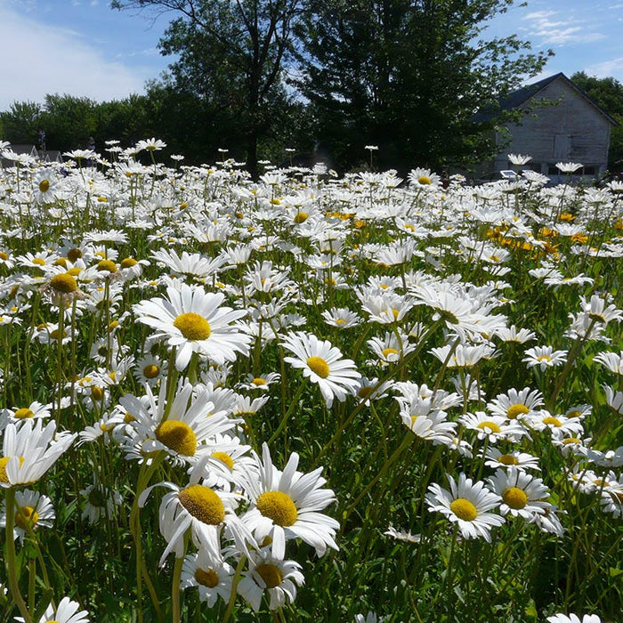 Alaska Shasta Daisy Seeds|Shasta Daisy Alaska, Leucanthemum x superbum 'Alaska', flower meadow