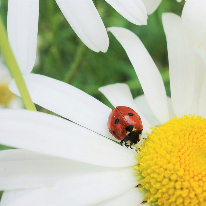 Alaska Shasta Daisy Seeds|Shasta Daisy Alaska, Leucanthemum x superbum 'Alaska', pollinator on flower bloom