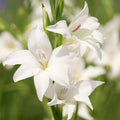 Albus Hardy Gladiolus|Albus Hardy Gladiolus, Gladiolus nanus Albus, White Blooms