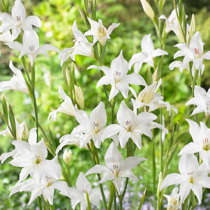 Albus Hardy Gladiolus|Albus Hardy Gladiolus, Gladiolus nanus Albus, White Blooms