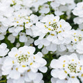Alexander's White Candy Tuft|Candy Tuft Alexanders White, Iberis sempervirens, Candy Tuft