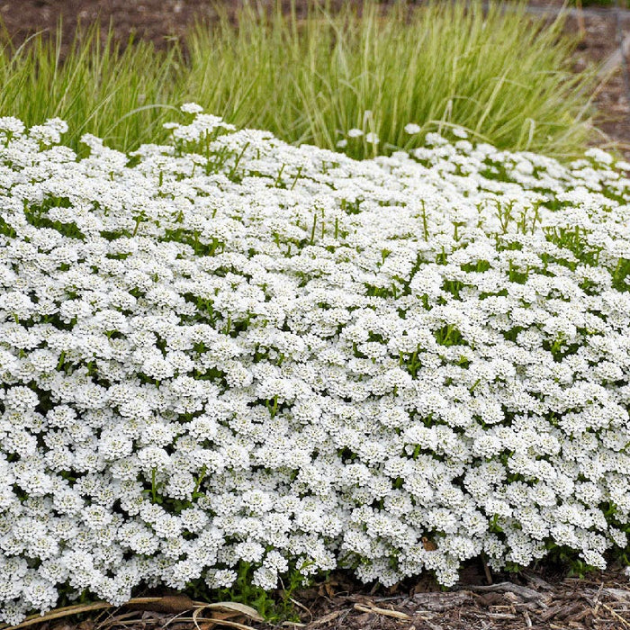 Alexander's White Candy Tuft|Candy Tuft Alexanders White, Iberis sempervirens, Candy Tuft