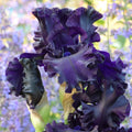 All Night Long Bearded Iris, Image Courtesy of Schreiner's Gardens