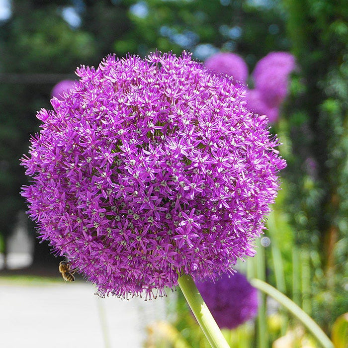 Allium giganteum|Allium giganteum, Persian Onion