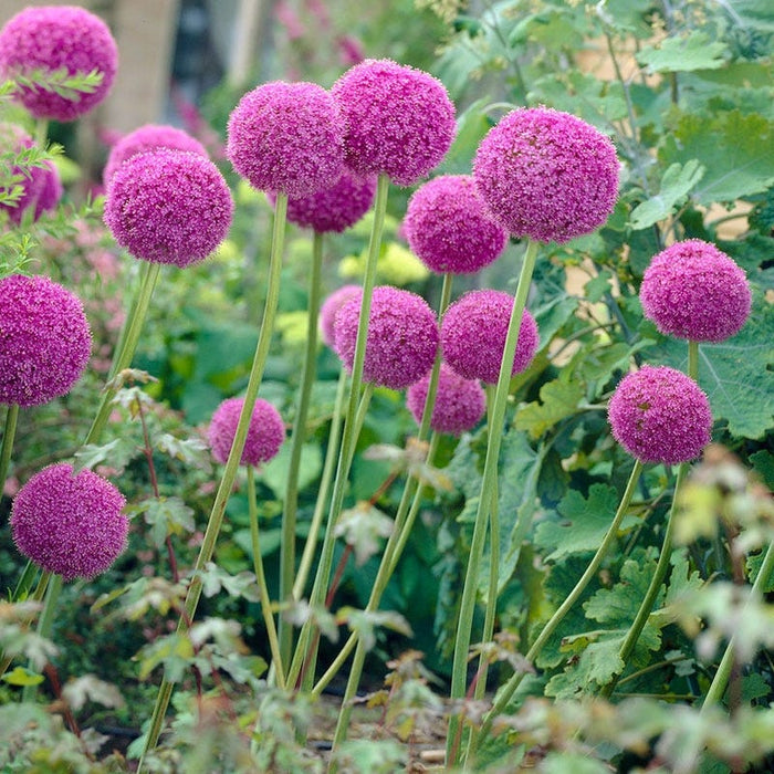 Allium giganteum|Allium giganteum, Persian Onion