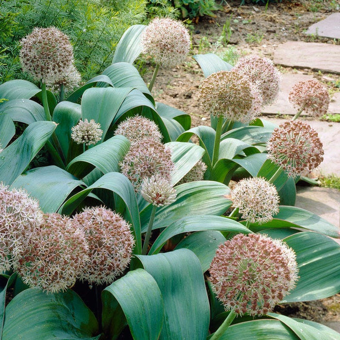 Allium karataviense|Pink Allium Karataviense Bulb, Persian Onion