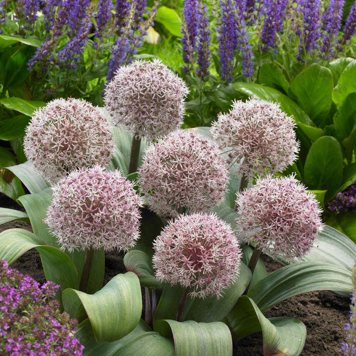 Allium karataviense|Pink Allium Karataviense Bulb, Persian Onion