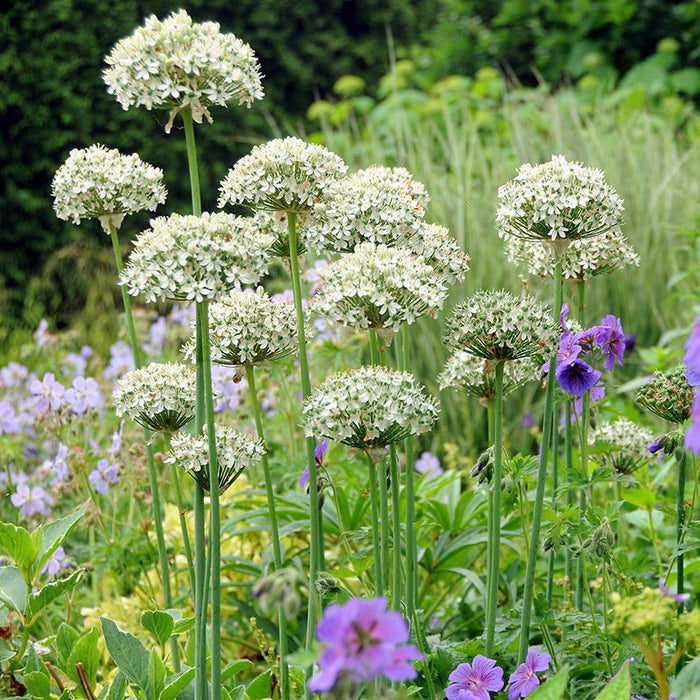 Allium nigrum|Allium nigrum, Black Garlic