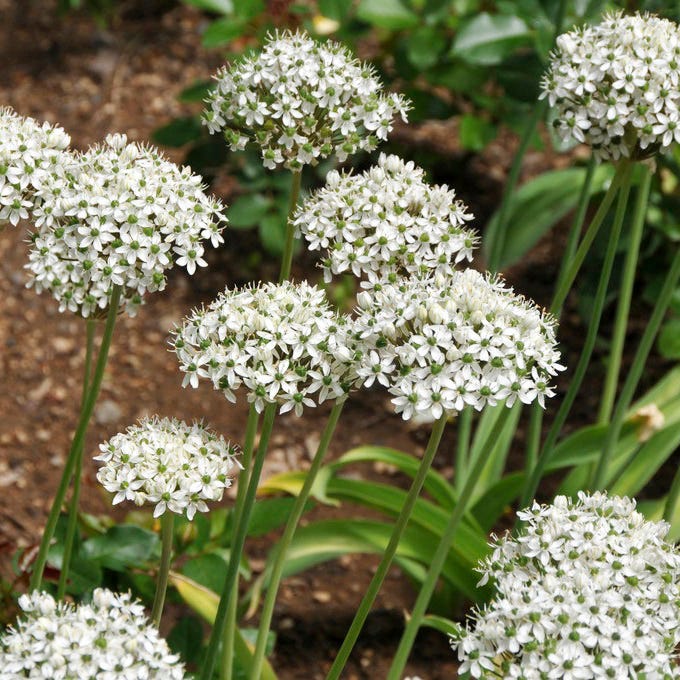 Allium nigrum|Allium nigrum, Black Garlic