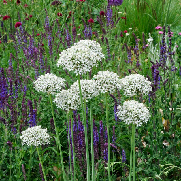 Allium nigrum|Allium nigrum, Black Garlic