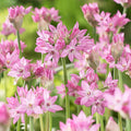 Allium oreophilum|Pink Allium Oreophilum, Persian Onion