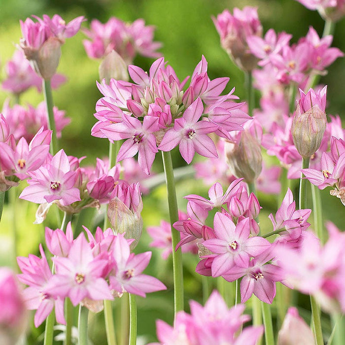 Allium oreophilum|Pink Allium Oreophilum, Persian Onion