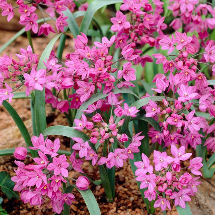 Allium oreophilum|Pink Allium Oreophilum, Persian Onion