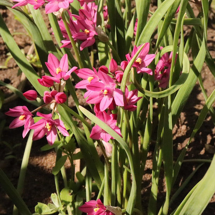 Allium oreophilum|Pink Allium Oreophilum, Persian Onion