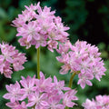 Allium unifolium