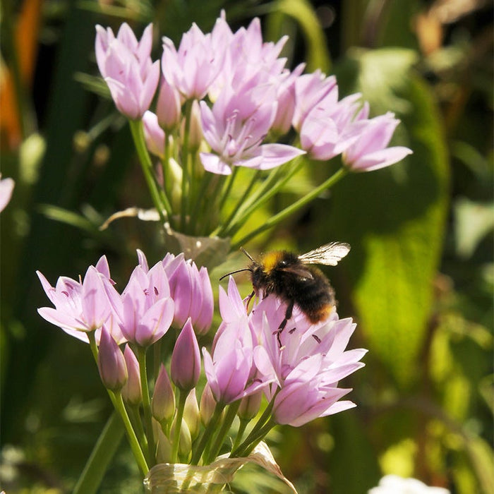 Allium unifolium|Pink Allium Bulb Unifolium, Persian Onion with bee