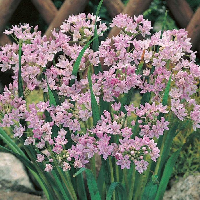 Allium unifolium|Pink Allium Bulb Unifolium, Persian Onion