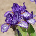 Along The Lines Dwarf Bearded Iris|Along The Lines Dwarf Bearded Iris