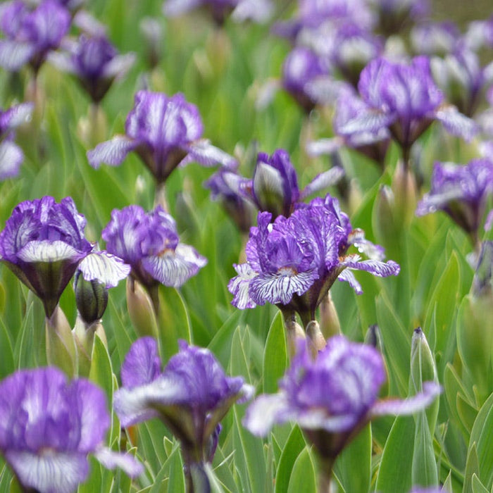 Along The Lines Dwarf Bearded Iris|Along The Lines Dwarf Bearded Iris