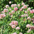Alsike Clover Seeds|Pink and White Alsike Clover Seeds, Trifolium hybridum, Alsike Clover