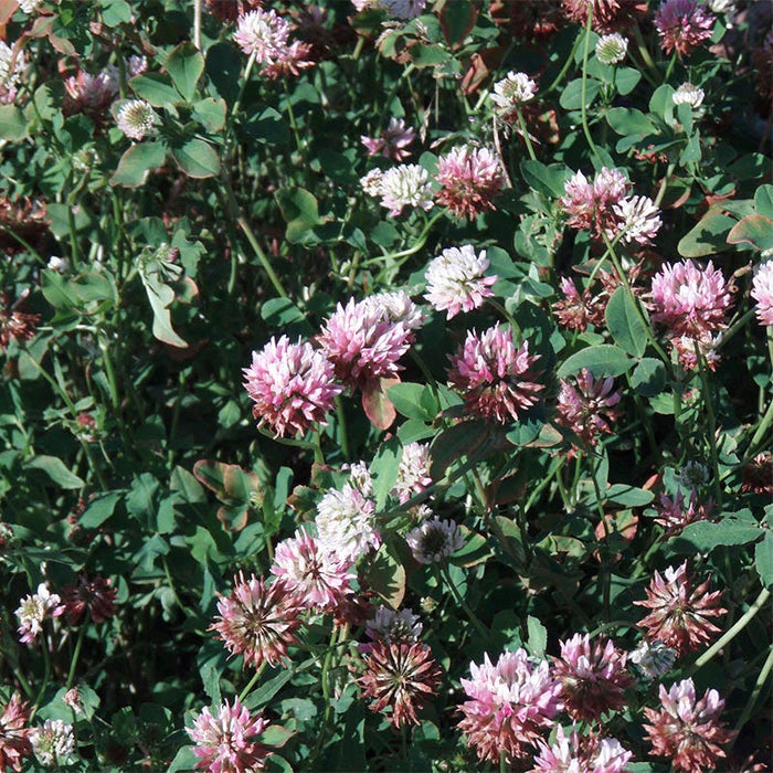 Alsike Clover Seeds|Pink and White Alsike Clover Seeds, Trifolium hybridum, Alsike Clover