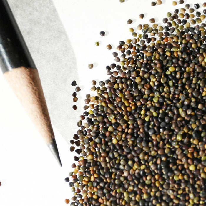 Alsike Clover Seeds|Pink and White Alsike Clover Seeds, Trifolium hybridum, Alsike Clover