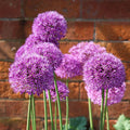 Ambassador Allium|Ambassador Allium, Ornamental Onion, Purple Bloom