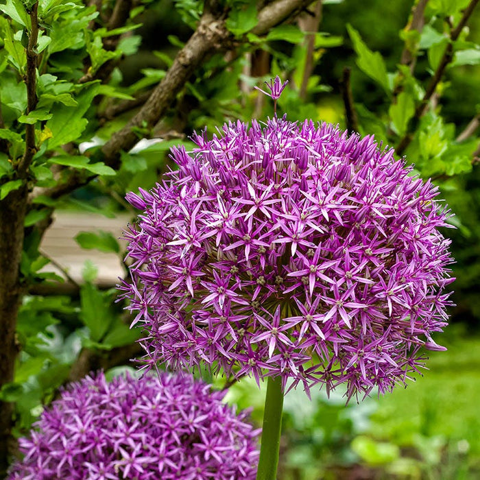 Ambassador Allium|Ambassador Allium, Ornamental Onion, Purple Bloom Close Up