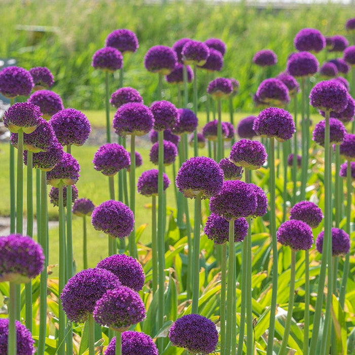 Ambassador Allium|Ambassador Allium, Ornamental Onion, Purple Bloom