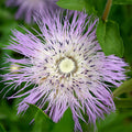 American Basketflower
