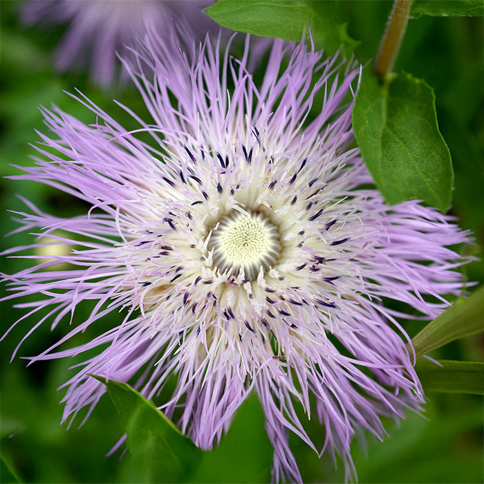 American Basketflower