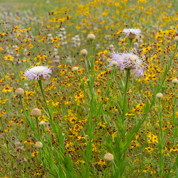 American Basketflower