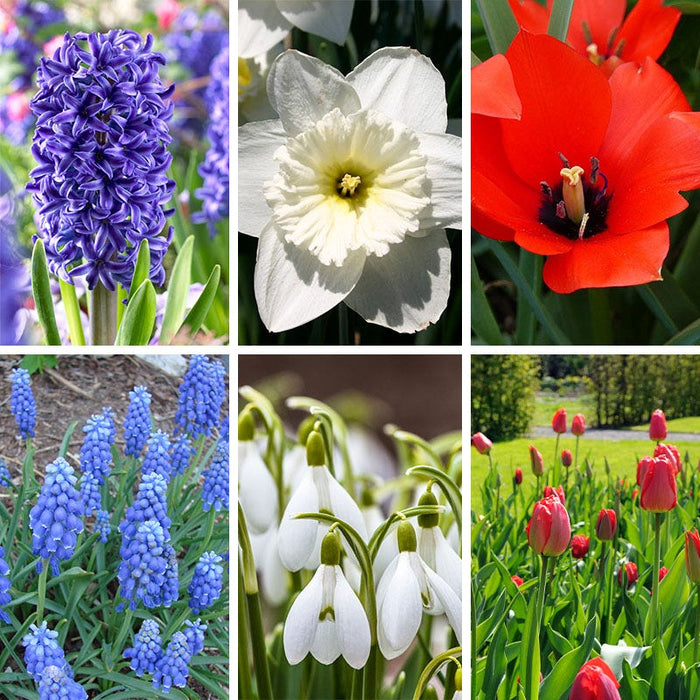 American Dreams Bulb Collection|American Dreams Bulb Collection