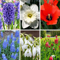 American Dreams Bulb Collection|American Dreams Bulb Collection