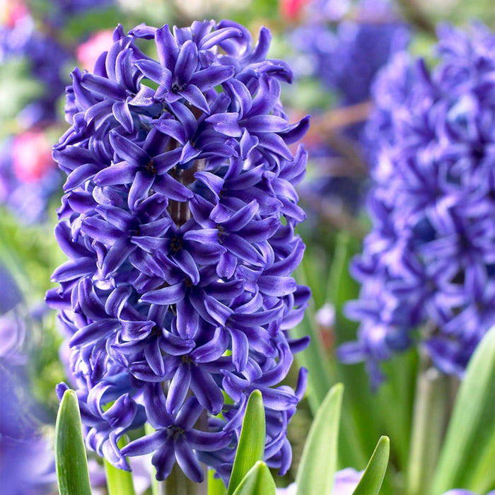 American Dreams Bulb Collection|Blue Jacket Hyacinth