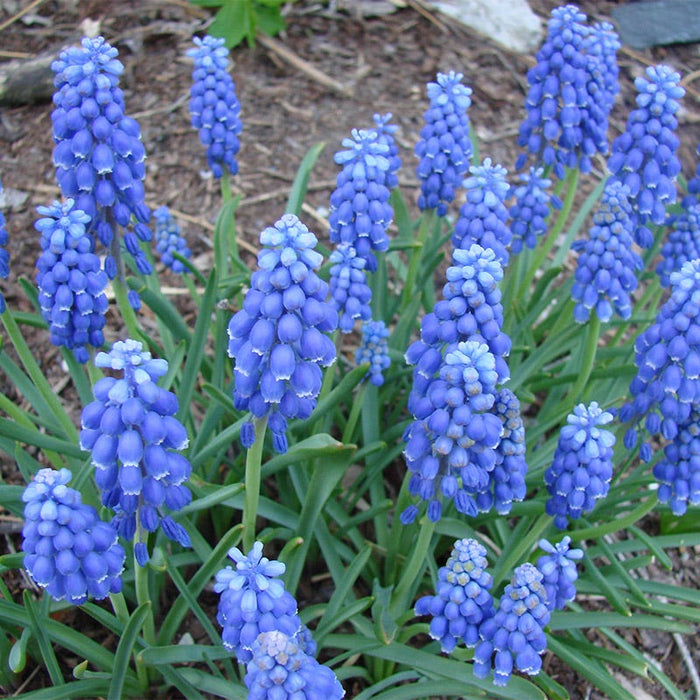 American Dreams Bulb Collection|Grape Hyacinth