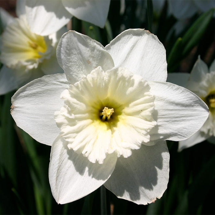 American Dreams Bulb Collection|Mount Hood Trumpet Daffodil