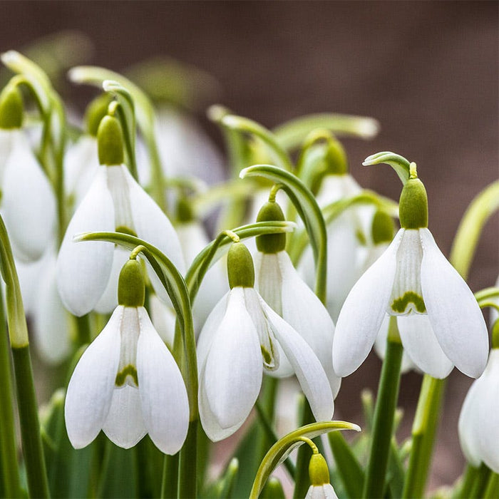 American Dreams Bulb Collection|Snowdrops