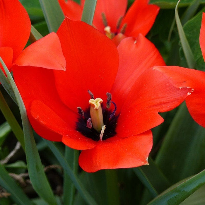 American Dreams Bulb Collection|Red Hunter Tulip