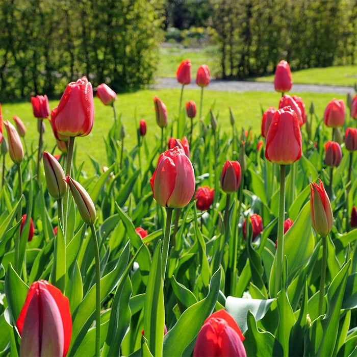 American Dreams Bulb Collection|Parade Darwin Tulip