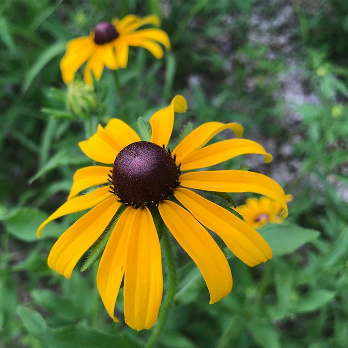 American Gold Rush Black Eyed Susan|American Gold Rush Black Eyed Susan